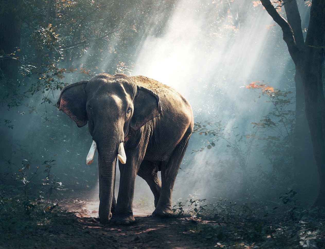 Rückfälle – „Der Elefant, den keiner sieht!“